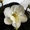 Фиалка Warm Sunshine