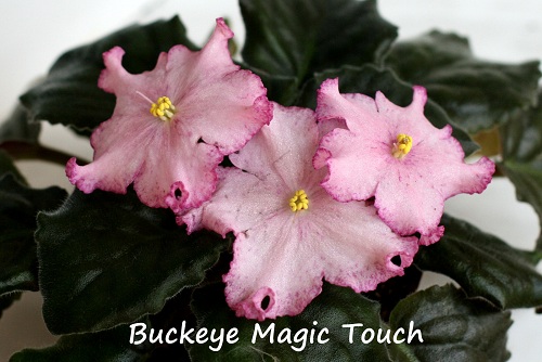  Buckeye Magic Touch 