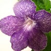 Стрептокарпус Lavender Mist