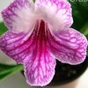 Стрептокарпус Orchid Lace
