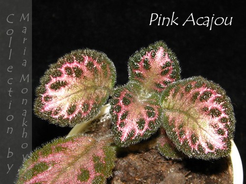  Pink Acajou 