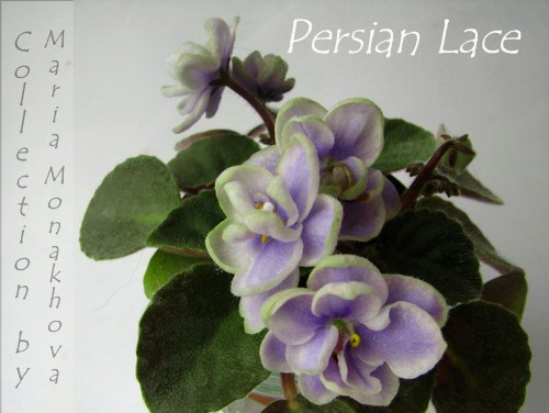  Persian Lace 