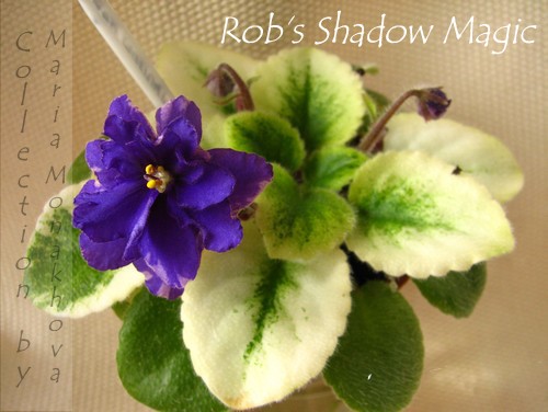  Rob's Shadow Magic 
