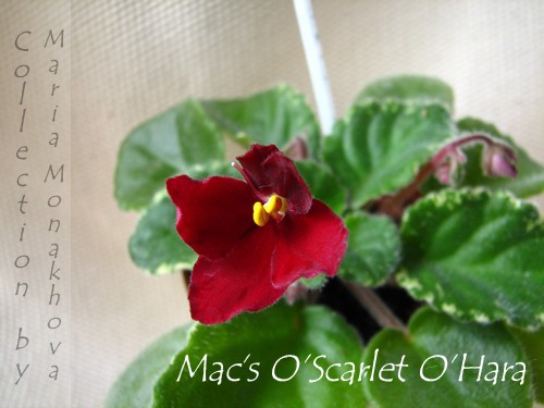  Mac's O'Scarlet O'Hara 