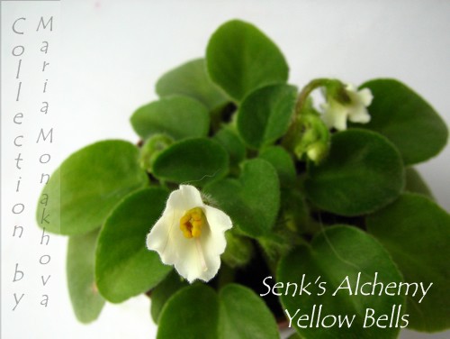  Senk's Alchemy Yellow Bells 