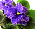 Фиалка Grape Glory