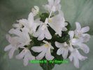 Фиалка Lunar Lily White