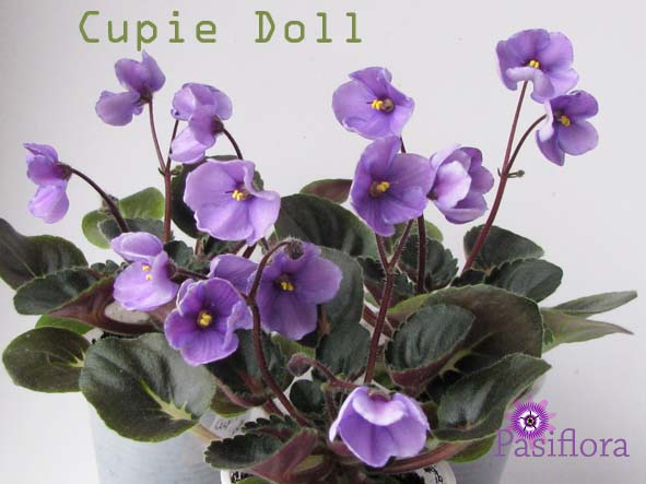  Cupie Doll 