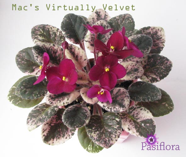  Mac's Virtually Velvet 
