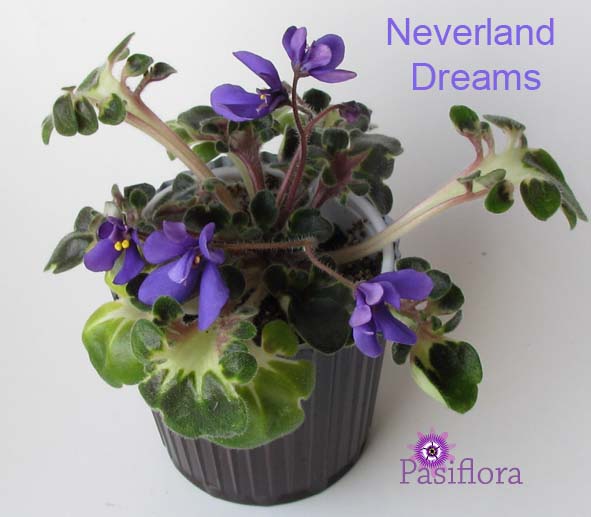  Neverland Dreams 