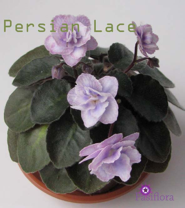  Percian Lace 