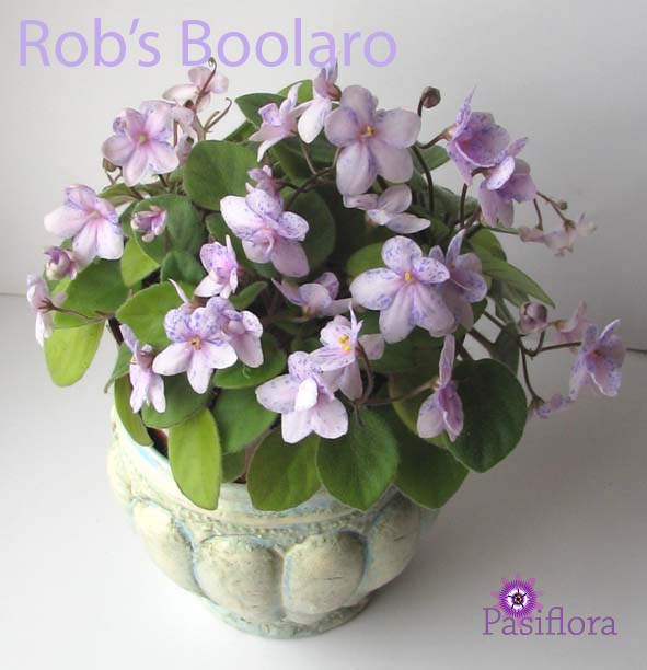  Rob's Boolaroo 