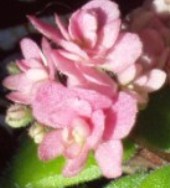 Фиалка Chanta Iana (розовый Дым)