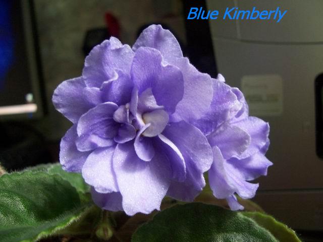  Blue Kimberly 