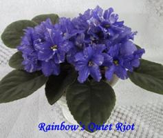 Фиалка Rainbow’s Quiet Riot