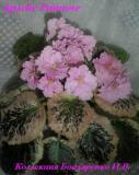 Фиалка Apache Primrose