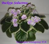 Фиалка Buckeye Seductress