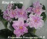 Фиалка King Ransom