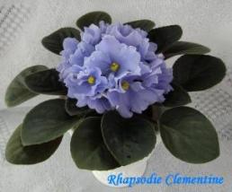 Фиалка Rhapsodie Clementine