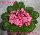 Фиалка Scarlet Sky