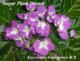 Фиалка Sugar Plum Dream
