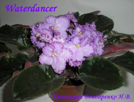  Waterdancer 