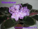 Фиалка Waterdancer