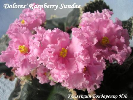  Dolores' Raspberry Sundae 