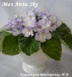 Фиалка Ma's Arctic Sky