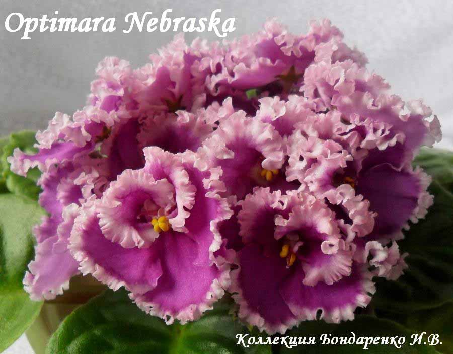  Optimara Nebraska 