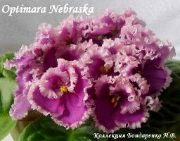 Фиалка Optimara Nebraska