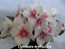 Фиалка Optimara MyPassion