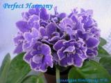 Фиалка Perfect Harmony