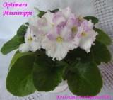 Фиалка Optimara Mississippi