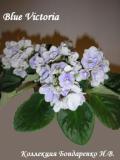 Фиалка Blue Victoria