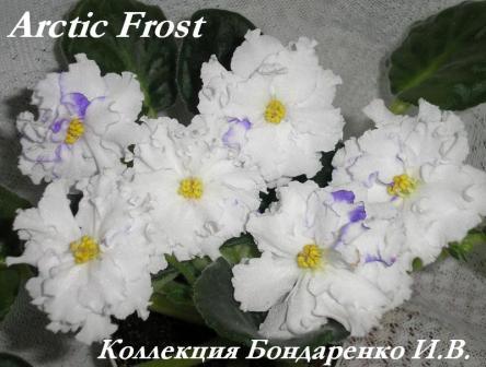  Arctic Frost 