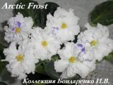 Фиалка Arctic Frost