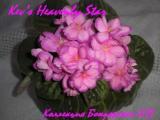 Фиалка Kev’s Heavenly Star