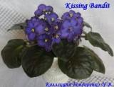 Фиалка Kissing Bandit