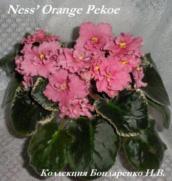  Ness Orange Pekoe 