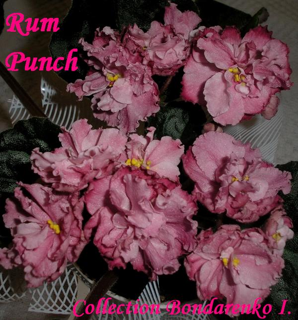  Rum Punch 