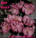 Фиалка Rum Punch