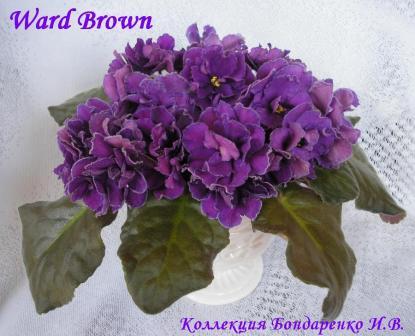  Ward Brown 