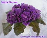 Фиалка Ward Brown
