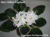 Фиалка Ma's White Elephant