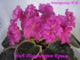 Фиалка НиЛ-Полуостров Крым