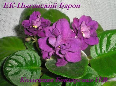 Фиалка Цыганская Фото Фиалка Цыганская Фото