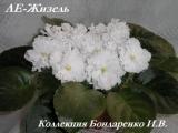 Фиалка ЛЕ-Жизель