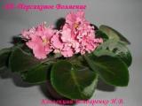 Фиалка ЛЕ-Персиковое Волнение