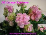 Фиалка ЛЕ-Сестра Королевы